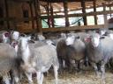 Ile de France növendék kosok eladók