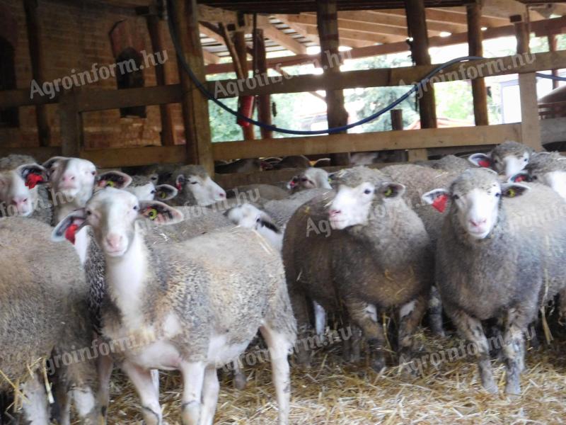 Ile de France növendék kosok eladók