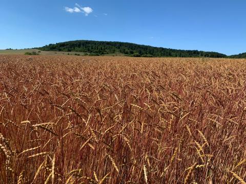 Tönköly vetőmag - ÖKO-10 II. szf Tönköly vetőmag - ÖKO-10 II. szf