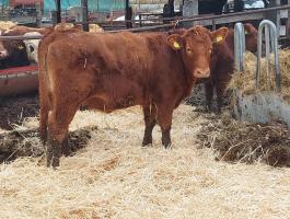  Angus és húshasznú üszők