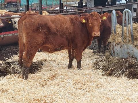 Angus és húshasznú üszők Angus és húshasznú üszők