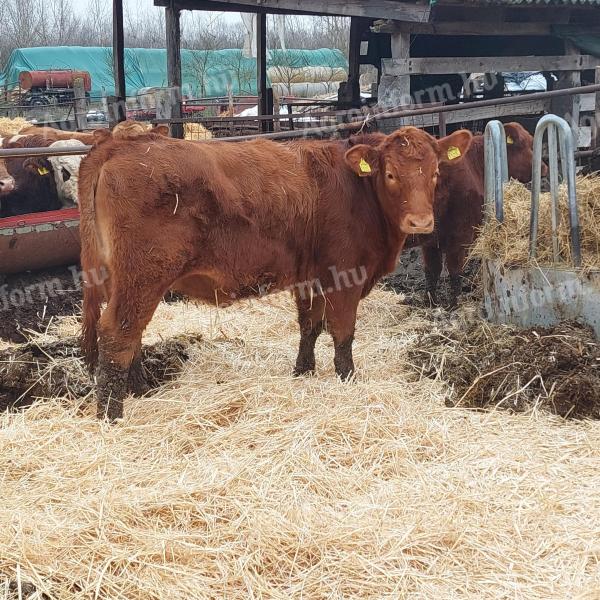  Angus és húshasznú üszők