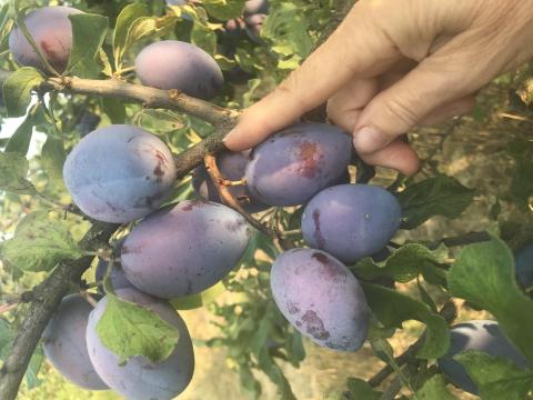 Szilva szedd magad Sóskúton. Ár: 300 Ft/kg Szilva szedd magad Sóskúton. Ár: 300 Ft/kg