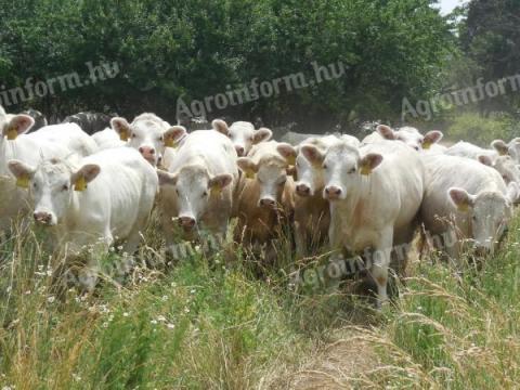 Charolais vemhes üsző