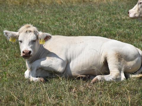 Charolais szűz üsző Charolais szűz üsző