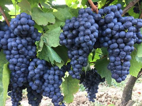 Kékfrankos szőlő eladó Kistokajban 200 Ft/kg áron Kékfrankos szőlő eladó Kistokajban 200 Ft/kg áron