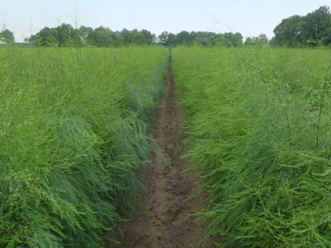 Aspalim F1 spárgamagonc előrendelhető 2026 áprilisi telepítésre Aspalim F1 spárgamagonc előrendelhető 2026 áprilisi telepítésre