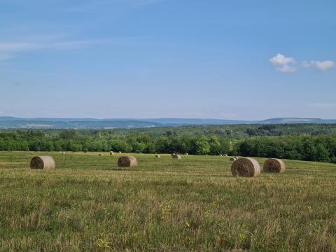 Eladó mezőgazdasági terület Csomád és Göd között