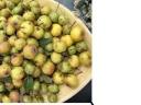 Vadkörte (vackor) és kökény eladó pálinkafőzéshez, lekvárnak
