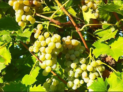 Aletta szőlő eladó Aletta szőlő eladó