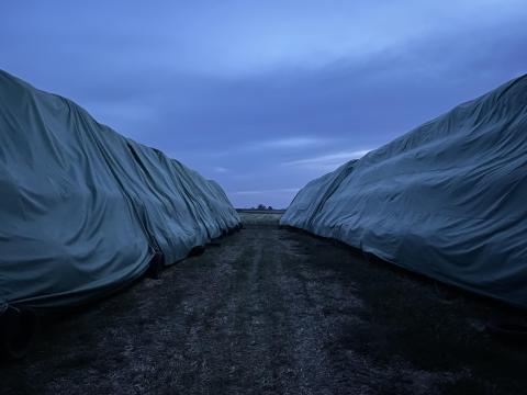 800 db 150-es lucernabála eladó