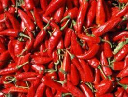 Fűszerpaprika termelőtől nagy tételben eladó