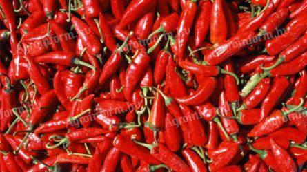 Fűszerpaprika termelőtől nagytételben eladó