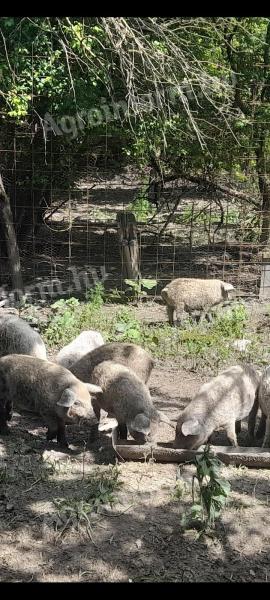 Választási mangalicák eladók Szekszárdon