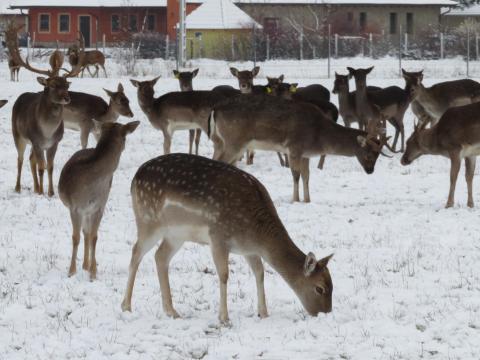 Dámszarvasok,  muflonok eladók vadfarmról Dámszarvasok,  muflonok eladók vadfarmról