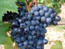 Othello szőlő eladó Pásztón, a Mátra lábánál