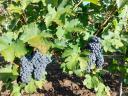 Cabernet Franc szőlő eladó