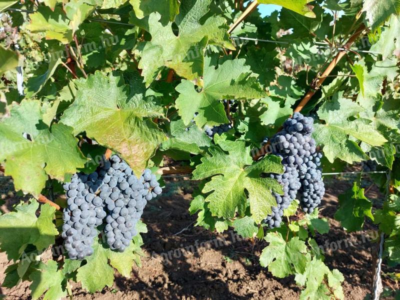 Cabernet Franc szőlő eladó