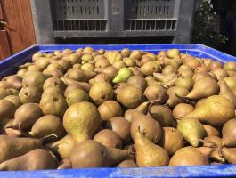 Alexander körte eladó, étkezési és cefrének