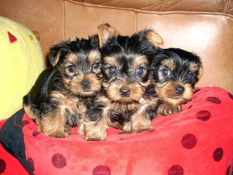Yorki babák,  (mini,  extra mini) Yorki babák,  (mini,  extra mini)