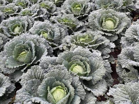 Kelkáposzta, Pultos káposzta eladó Kelkáposzta, Pultos káposzta eladó