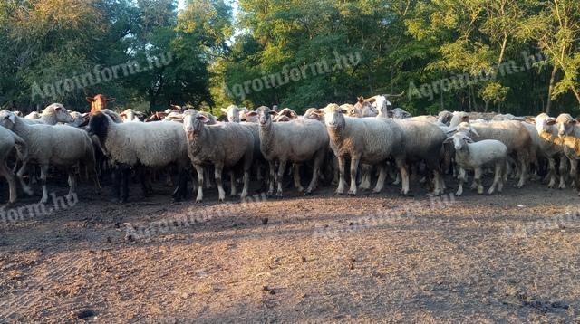 60 db fiatal, regisztrált vemhes anyajuh eladó