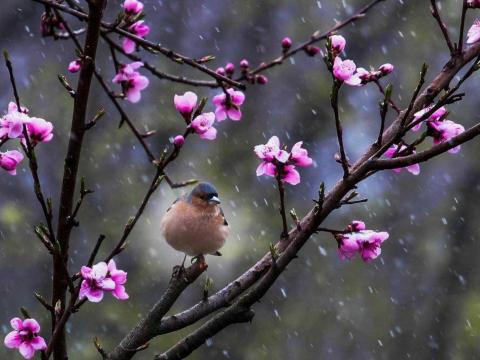 Gyümölcsfacsemeték,  thuják eladók Gyümölcsfacsemeték,  thuják eladók