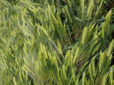 Fémzárolt magból termesztett,  tisztított őszi árpa eladó