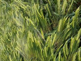 Fémzárolt magból termesztett, tisztított őszi árpa vetőmag eladó