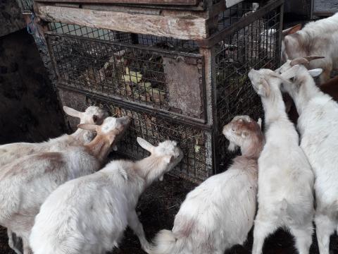 Növendék kecskék eladók! Ugyan itt: 1db.vágó kecske eladó (lb. 50kg.) Növendék kecskék eladók! Ugyan itt: 1db.vágó kecske eladó (lb. 50kg.)