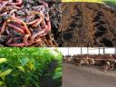 Érett Humusz Komposzt: paradicsom csemete palánta oltvány hagyma virág magaságyás paprika