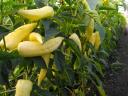 Érett Humusz Komposzt: paradicsom csemete palánta oltvány hagyma virág magaságyás paprika
