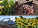 Érett Humusz Komposzt: paradicsom csemete palánta oltvány hagyma virág magaságyás paprika