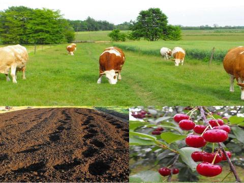 Jó marhatrágya + innováció = Gilisztatrágya – talajjavításhoz, palántához, vetőmaghoz, kiskertbe, fóliaházba, fóliasátorba, magaságyáshoz, melegházba, szőlőhöz, üvegházba, szántóföldbe, csemeteültetéshez