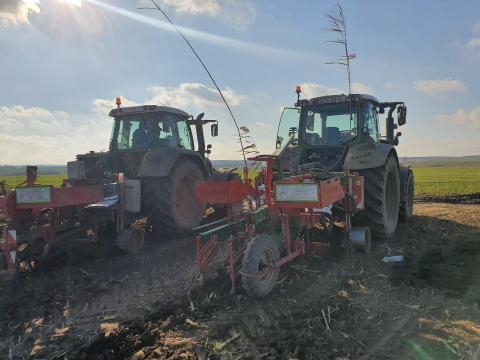 Vadrózsa telepítés Vadrózsa telepítés