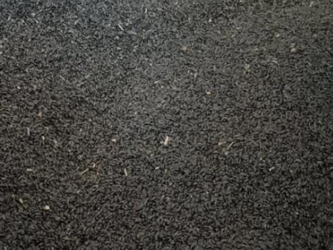 Eladó fekete napraforgó Eladó fekete napraforgó