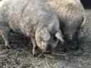 Tanyasi mangalica hízó 70-140 kg között,  élve,  hasítva ea. foglalható télre,  szállítom is