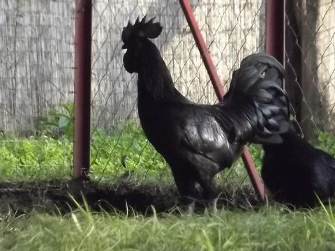 Ayam Cemani tenyésztojás és növendékek kaphatók Ayam Cemani tenyésztojás és növendékek kaphatók