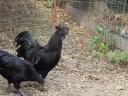 Ayam Cemani tenyésztojás és növendékek kaphatók