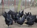 Ayam Cemani tenyésztojás és növendékek kaphatók