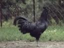 Ayam Cemani tenyésztojás és növendékek kaphatók