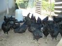 Ayam Cemani tenyésztojás és növendékek kaphatók