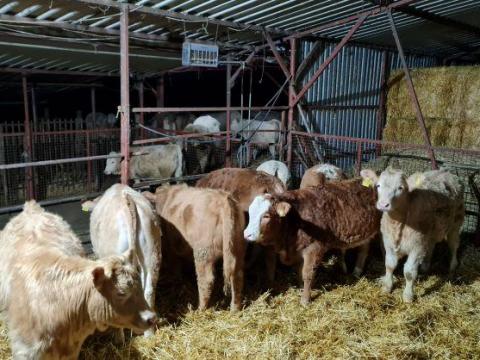 Húshasznú üszők Húshasznú üszők