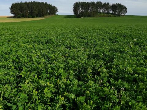 Lucerna földet ill. kaszálható gyepet, legelőt bérelnék Lucerna földet ill. kaszálható gyepet, legelőt bérelnék