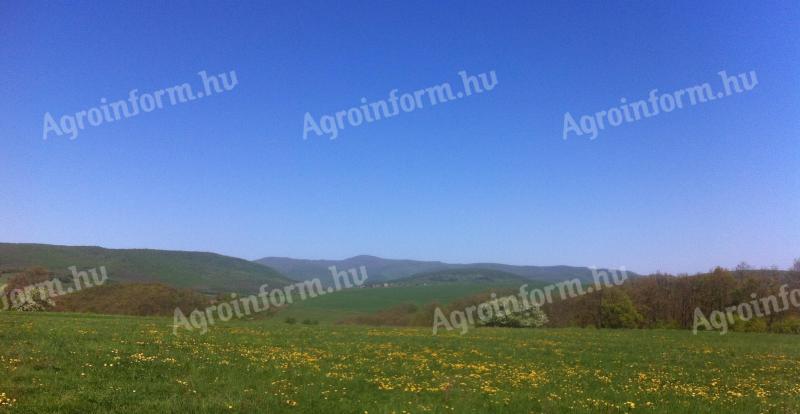 Börzsönyligeten,  40 km-re Budapesttől,  5000 nm,  5% beépíthető,  többek között lakóház is építhető