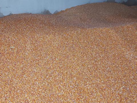 Jó minőségű szemes kukorica eladó, nem szárított Jó minőségű szemes kukorica eladó, nem szárított