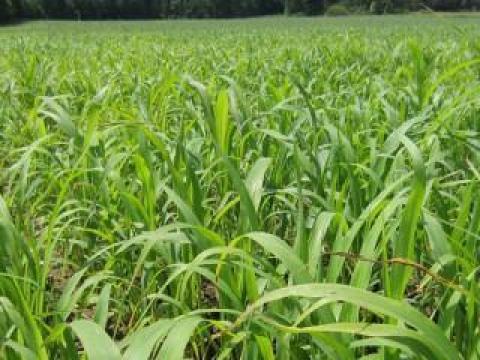 Nutri Honey szudánifű vetőmag 25 kg/zsák kiszerelésben,  személyes átvétellel vagy házhozszállítással