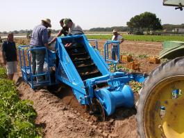 EUROPA K 600 1-soros újburgonya betakarítógép