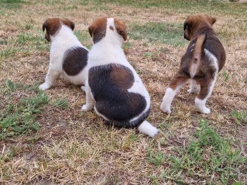 Foxterrier szuka és kan kutyus Foxterrier szuka és kan kutyus