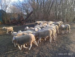 Landschaf merinó tenyészkosok és tenyészjerkék eladók